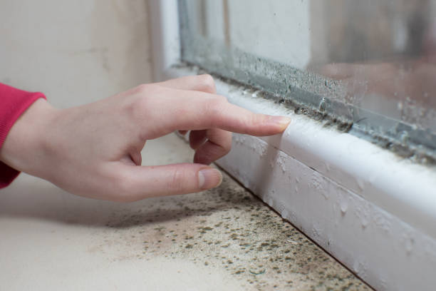Best Mold Remediation for Healthcare Facilities  in Capac, MI