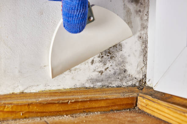 Best Basement Mold Removal  in Capac, MI